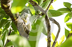 White squirrel is hanging on tree