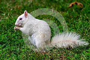 White Squirrel in Olney, IL