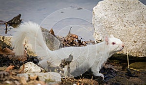 White Squirrel at Olney, IL Lake