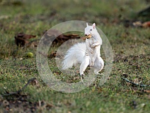 White squirrel in Olney, Illinois