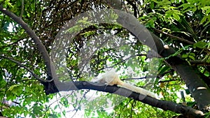 White squirrel scratching itself on a branch.