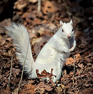 white squirrel sitting on a log in prospect park brooklyn new york city (albino, Leucism, leucistic, rare )