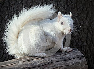 white squirrel sitting on a log in prospect park brooklyn new york city (albino, Leucism, leucistic, rare )