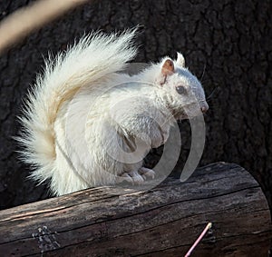 white squirrel sitting on a log in prospect park brooklyn new york city (albino, Leucism, leucistic, rare )