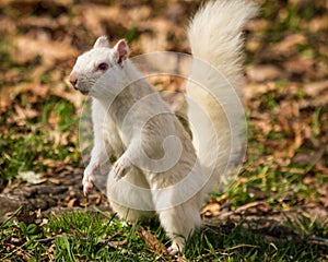 White Squirrel Standing