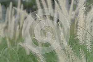 White squirrel tail grass in the garden