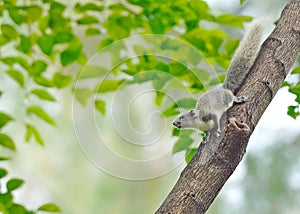 White squirrel , Thailand