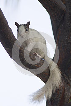 White squirrel on tree branch