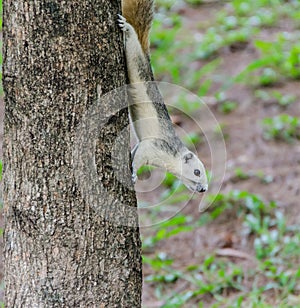 White Squirrel on the tree trunk