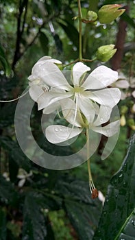 White srilankan beautiful flower tree