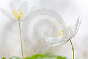 White srping wildflowers