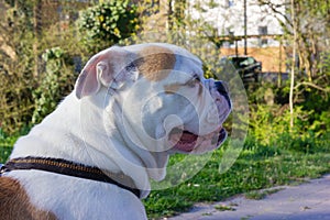 white stafford terrier