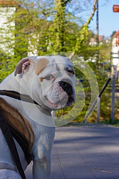 white stafford terrier