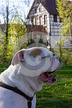 white stafford terrier