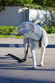 white stafford terrier