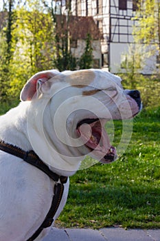 white stafford terrier
