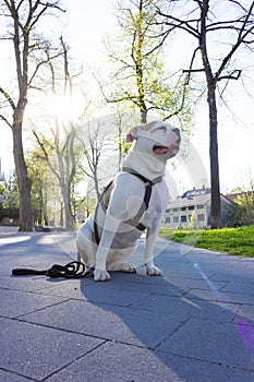 white stafford terrier