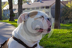 white stafford terrier