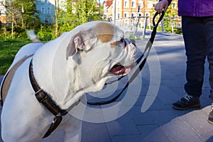 white stafford terrier