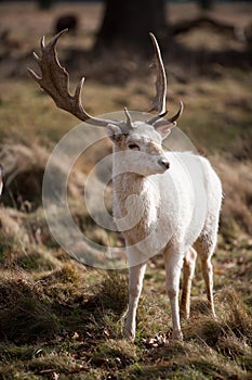 White Stag Deer