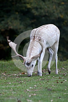 White stag grazing at Charlecote Park