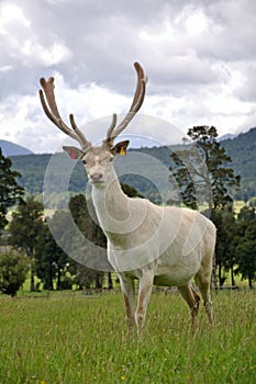 White stag in velvet