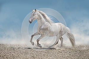 White stallion free run