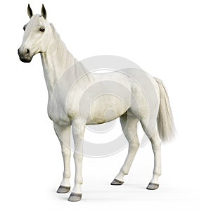 White stallion horse on an isolated white background.