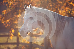 White stallion horse portrait in glowing golden autumn ambience