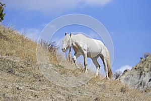 White stallion with long mane