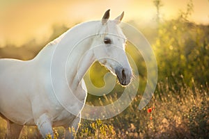 White stallion portrait