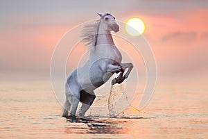 Horse rearing up in water