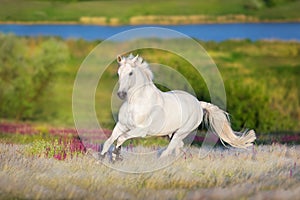 White stallion run forward