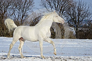 White stallion runs in the snow field