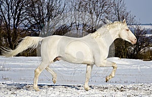 White stallion runs in the snow field