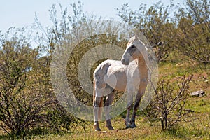 White stallion wild horse in the Salt River wild horse management area near Mesa Arizona USA