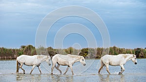 White stallions walking on the water