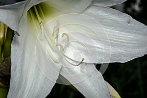 White stamen on white flower