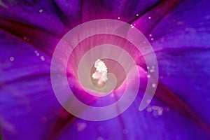 White Stamens of Morning Glory