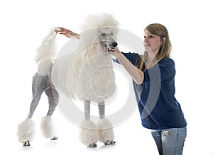 White Standard Poodle