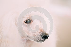 White Standard Poodle Dog Close Up Portrait
