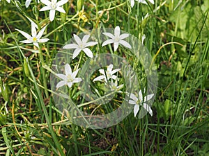 white star of Bethlehem flower