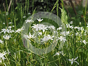 white star of Bethlehem flower