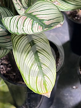 White Star Calathea, Goeppertia majestica