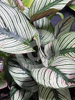 White Star Calathea, Goeppertia majestica