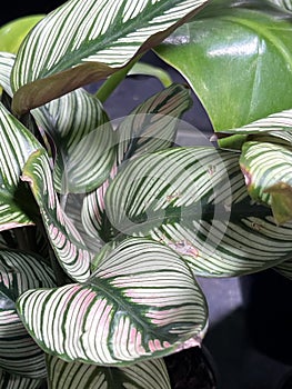 White Star Calathea, Goeppertia majestica