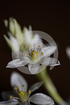 White star flower blossoming close up botanical background ornithogalum family asparagaceae big size high quality print