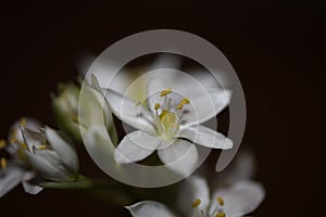 White star flower blossoming close up botanical background ornithogalum family asparagaceae big size high quality print