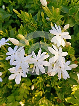 White star jasmine in the park or garden