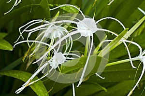 White star lily.